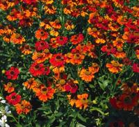 Helenium Moerheim Beauty Samplant - Samplant