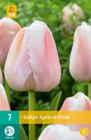 Bloembollen Tulipa Apricot Pride 7st