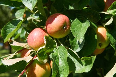 Appelboom &apos;Zoete Ermgaard&apos;