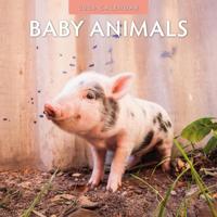 Baby Animals Kalender 2026