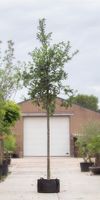 Zomereik Quercus robur h 550 cm st. omtrek 19 cm - Warentuin Natuurlijk