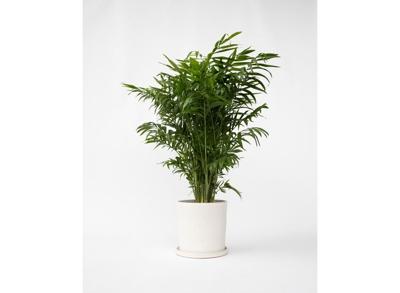 Chamaedorea Elegans 'Mexican Dwarf Palm' P20