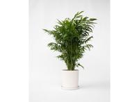 Chamaedorea Elegans 'Mexican Dwarf Palm' P20