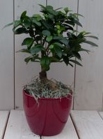 Bonsai Ficus microcarpa rode pot 30 cm - Warentuin Natuurlijk