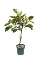 Ficus Odyllia - Tineke Potmaat 27 H120-130 kamerplant Beautanic Lifestyle - Beautanic lifestyle