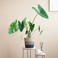 Alocasia Zebrina - Olifantsoor - inclusief Jute Pot - Zwart- P19