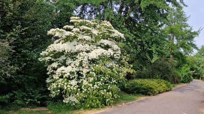 Kornoelje boom