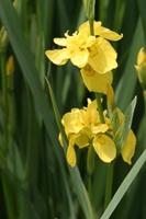 Gele iris