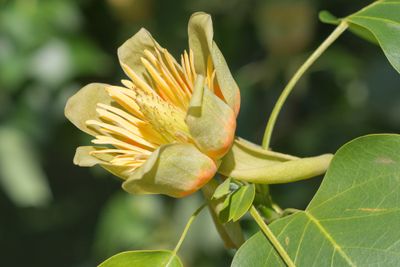 Tulpenboom