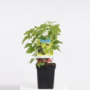 Zwarte bes (ribes nigrum) fruitplanten - In 5 liter pot - 1 stuks