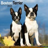 Boston Terrier Kalender 2026