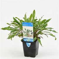 Cryptocoryne undulata - aquarium plant - thumbnail