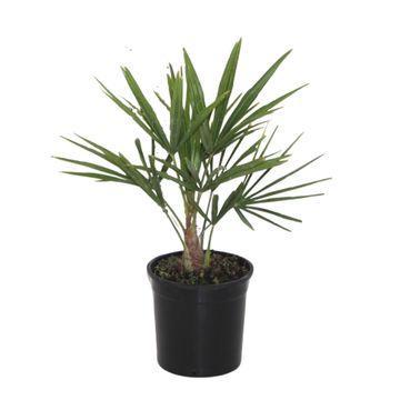 Trachycarpus Fortunei - 40 cm