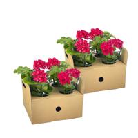 Pelargonium peltatum Mexica Ruby Ø12 cm - ↕20 cm Pelargonium peltatum Mexica Ruby Ø12 cm - ↕20 cm