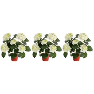 3x Kunstplanten hortensia plant wit/groen 36 cm