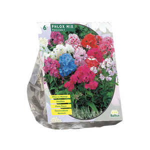 Vlambloem