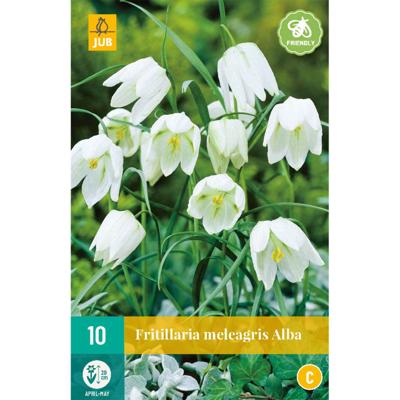 Fritillaria meleagris alba - Jub