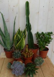 Kamerplantenpakket Zon - Warentuin natuurlijk