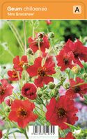 Vips Geum chiloense Mrs. Bradshaw - Nagelkruid - thumbnail