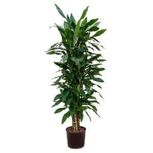 Dracaena janet lind numi hydrocultuur plant