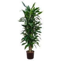 Dracaena janet lind numi hydrocultuur plant