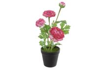 Ranonkel h35 cm p cerise zijde nepbloem - Louis maes