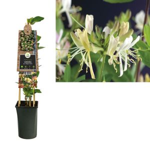 Lonicera per. 'Belgica Select'