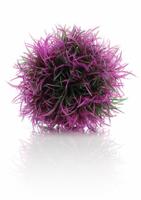 Decobol paars - Biorb