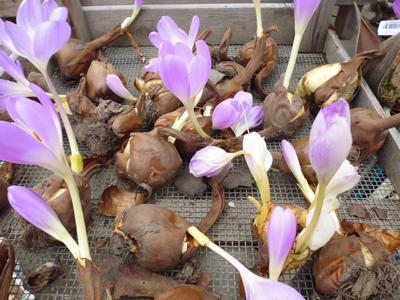 Bollen Herfststijloos - Warentuin natuurlijk