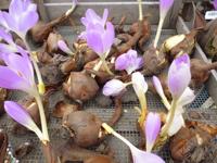 Bollen Herfststijloos - Warentuin natuurlijk Bollen Herfststijloos - Warentuin natuurlijk