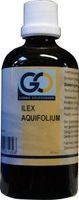 Ilex aquafolium