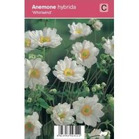 Herfstanemoon (anemone hybrida "Whirlwind") najaarsbloeier - 12 stuks