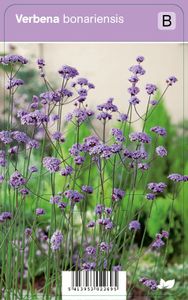 Vips Verbena bonariensis - IJzerhard