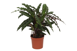 Calathea Elgergrass - 35 cm - Ø12cm