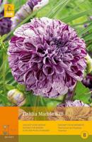 Dahlia marble ball 1st bloembol zomer Dahlia JUB - Jub
