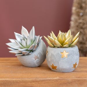 Echeveria Duo Goud Zilver - P6