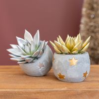 Echeveria Duo Goud Zilver - P6