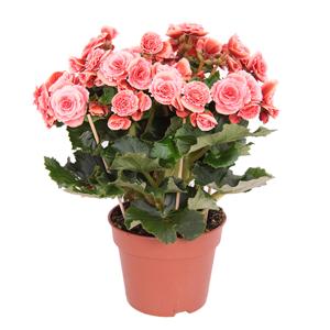 Roze Begonia (Kamerbegonia elatior) - P 17 cm
