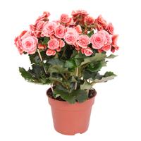 Roze Begonia (Kamerbegonia elatior) - P 17 cm