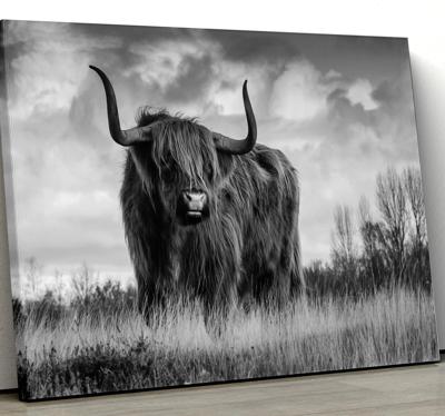 Zwart en wit hooglander canvas schilderij