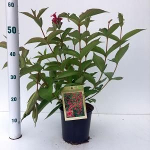 Weigela struik Bristol Ruby - 40 - 50 cm - 12 stuks
