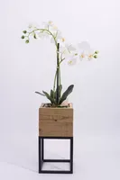 Phalaenopsis 2-tak i/pot h53cm wit - thumbnail