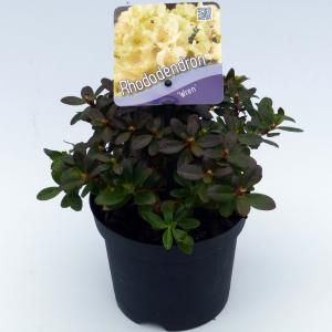 Dwerg rododendron (Rhododendron "Wren") heester - 15-20 cm - 8 stuks
