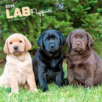 Labrador Retriever Puppies Kalender 2026