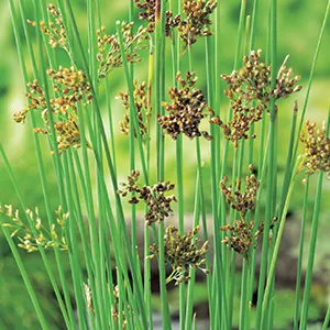Zeegroene rus / Juncus inflexus