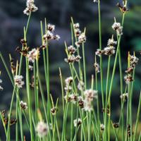 Moerings Scirpus lacustris - Mattenbies