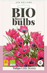 Tulipa Little Beauty 5 bollen - JUB