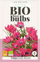 Tulipa Little Beauty 5 bollen - JUB - thumbnail