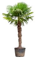 Chinese waaierpalm Trachycarpus Fortunei h 260 cm st. h 170 cm - Warentuin Natuurlijk