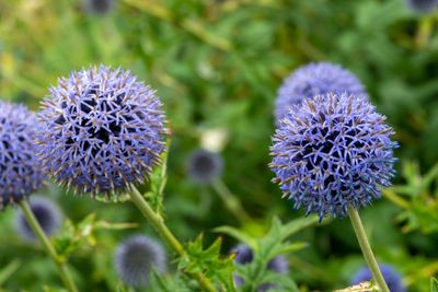 Kogeldistel